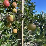 Pruning to plan