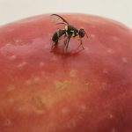 IPDM in focus: Queensland fruit fly