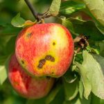 Cultural control of apple scab