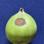 Biological control options for key apple and pear pathogens