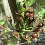 Potential thinning tools for managing crop load in European pear