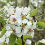 Transition to management: what Varroa mite means for pollination services