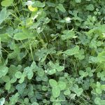 Unlocking the power of microbes to enhance the soil