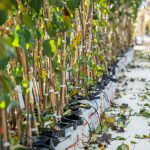Cape Sweet Nursery has quality tree production in the bag