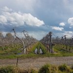 Introducing the orchard KPI scorecards