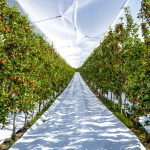 Microplastics in the orchard
