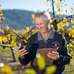 Opportunities for achieving orchard efficiencies