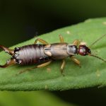 Harnessing nature: advancing conservation biological control in Tasmanian apple orchards