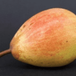 Ripening pears after 1-MCP treatment