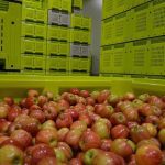 Manipulating the storage environment to extend postharvest storage of apples