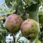 IPDM in focus: apple and pear scab
