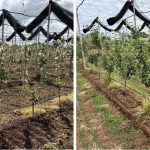 Early lessons on netting in young apple orchards
