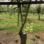 Renovated orchard early crop load strategies in Western Australia