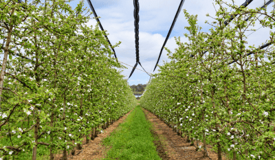 Polliniser choice can influence apple fruit set and fruit size