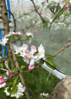 Pollination efficiency of the hoverfly Eristalis tenax on apples